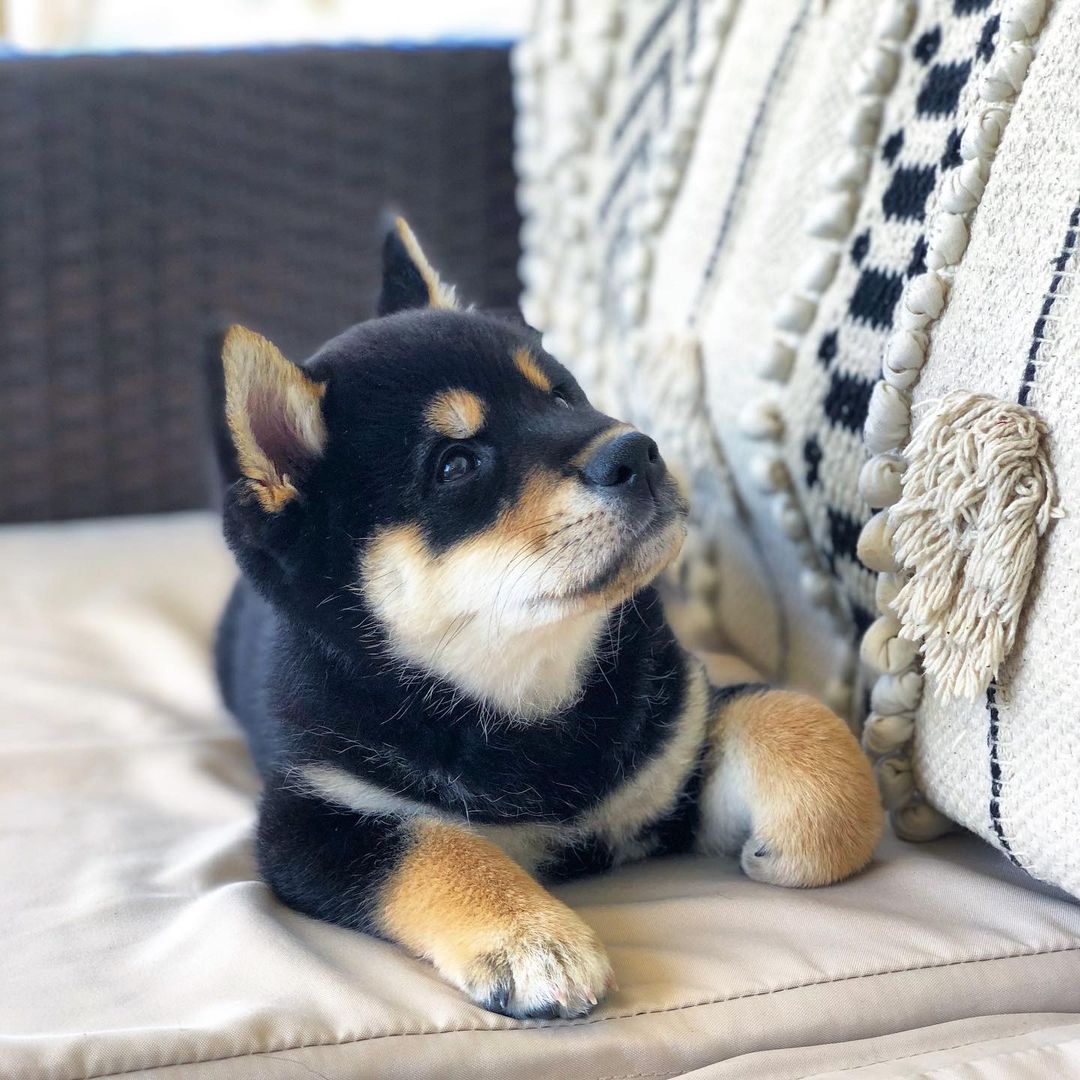 BRUNO